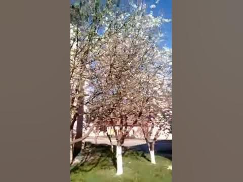 Наш край. Червоный Донец.(5) - YouTube