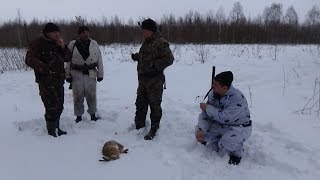 Охота на зайца с Англо-русской гончей 21.01.2017 / Hunting the Hare!!! Охота на зайца с Англо-русской гончей 21.01.2017 / Hunting the Hare!!!
