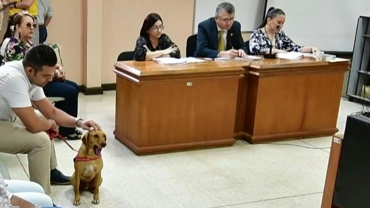 Ruff Justice dog attends animal abuse trial in Costa Rica AFP YouTube