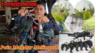 MANDAR BIRU nya Melimpah Sampai kelelahan guys.