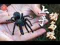 Poisonous Tarantula on HAND!!! Will it Bite?? 上手野生巨型捕鸟蛛!它会咬我吗?