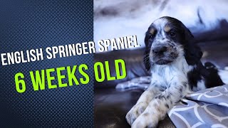 6 Week English Springer Spaniel - Poppy 2022 by Good Honest Living 7,620 views 2 years ago 8 minutes, 4 seconds