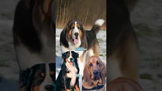 Bernese mountain dog x bloodhound #bernesemountaindog #bloodhound