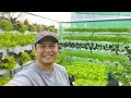 Hydroponic Lettuce | Nars Adriano