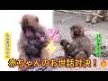 赤ちゃんザルのお世話対決 .パンチくんと積極的なモミアゲちゃん🐒#パンチくん #モミアゲちゃん #赤ちゃんザル #お世話対決 #子守り #市川市動植物園 #猿 #マカク #可愛い動物