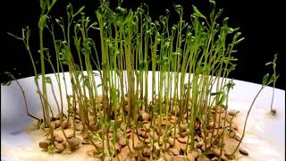Growing the lentils in cotton | زراعه حبوب العدس بالقطن