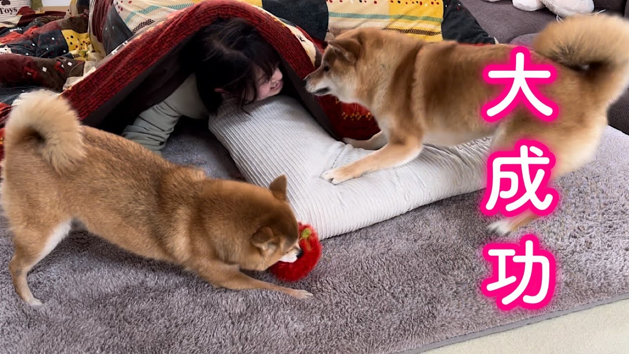 大好きなママがまさかの場所から現れたら愛犬の反応が可愛い過ぎた
