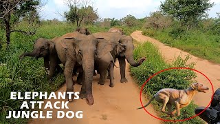 Wild Elephant Herd Attack a Wild Dog | Sri Lanka Jeep Safari Adventure #elephantattack #wildlife