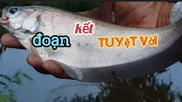 Trạm bơm này cá thác lác nhiều quá/kỷ niệm câu cá/28/6/2023