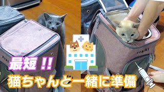 cat vaccination #109 by こて虎 猫life 368 views 1 year ago 3 minutes, 47 seconds