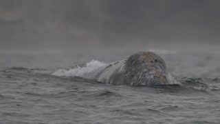 2 more gray whales wash ashore in Washington