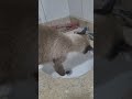 Luke 🐈😍 #shorts #cats #katzen #neko #gatto #cutecat #snowshoecat #catshorts #catdrinkingwater