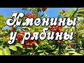 Доброе утро! Сегодня именины у рябины, Петр и Павел Рябинники. Желаю вам Счастья, Мира, Добра!