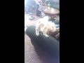Cute Havanese Want's to go to Grandma's SO BAD!