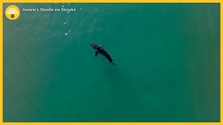 Early shark sightings as summer kicks off