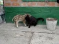 Кот vs дикий поросенок (Cat vs wild pig).wmv