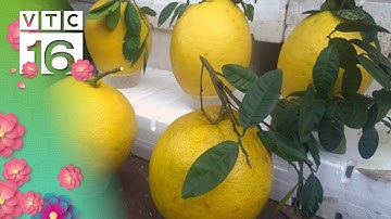 Bòng "khổng lồ" giá tiền triệu đắt khách dịp Tết | VTC16