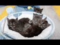 Meet the Fluffiest One-Month-Old Maine Coon kittens.