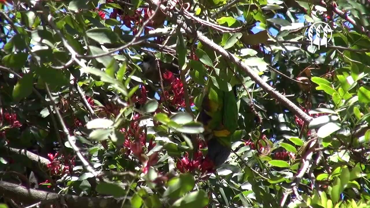 drunken parrot tree adelaide