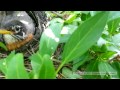 Brood parasitism: Ability to recognize foreign eggs by American robin