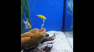 #fish#fisch#Fisch#Fische#рыба#рыбалка#Аквариум#аквариумные рыбки#рыбак#рыбалка#poisson#pez#fishtok
