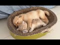 How did the cat mother react when she found the golden retriever puppy holding the kitten to sleep?
