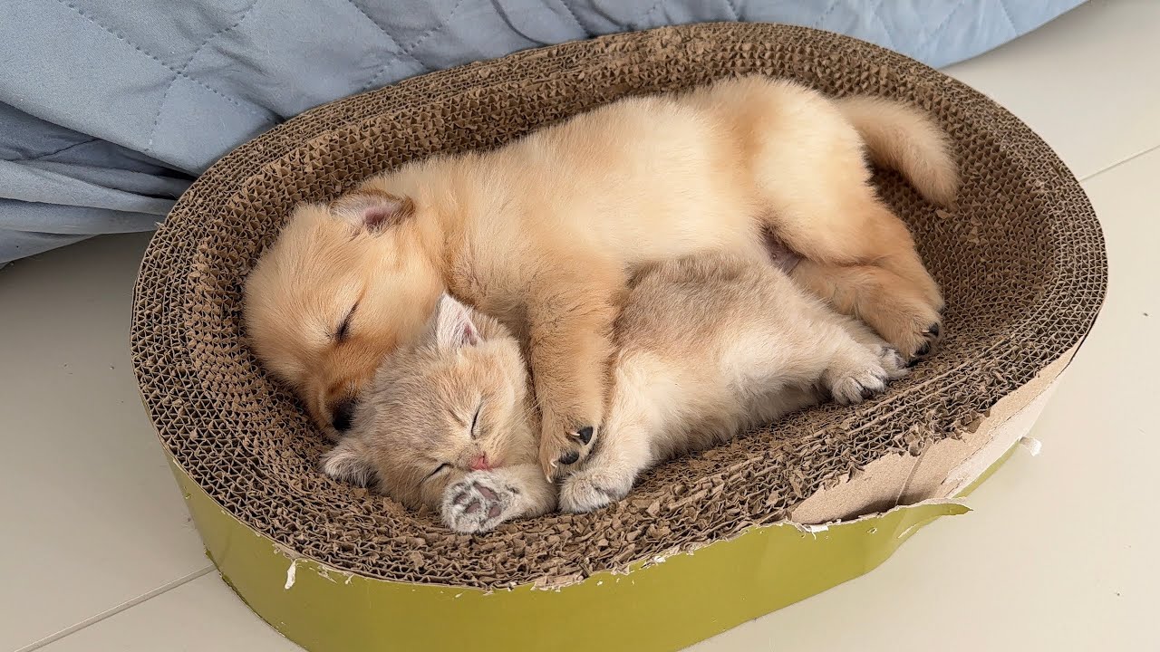 How did the cat mother react when she found the golden retriever puppy holding the kitten to sleep?