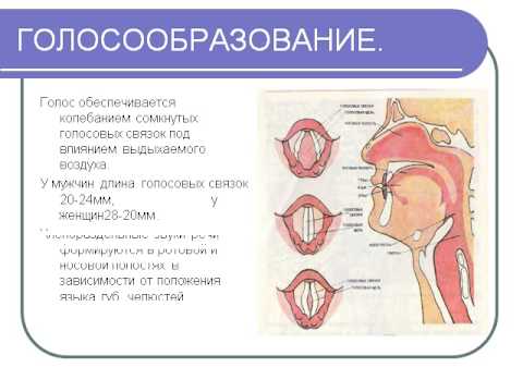 Органы Дыхания Презентация