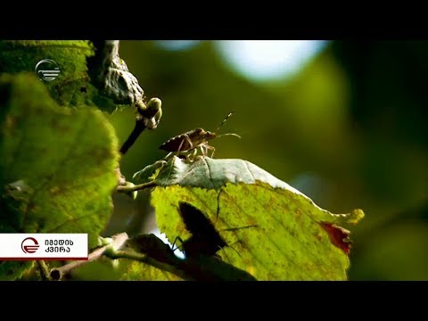 მოსავლის მტერი დამარცხებულია - აზიურ ფაროსანასთან ბრძოლის შედეგები