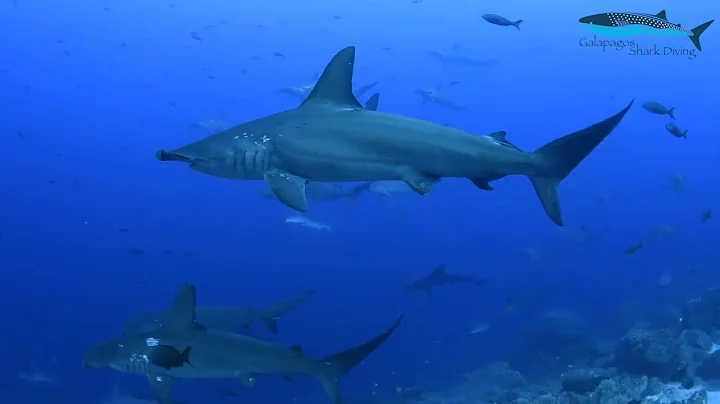 Galapagos Conservation Dive Liveaboard 2023