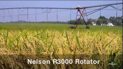 Nelson R3000 Sprinkler Irrigating Rice On A Center Pivot