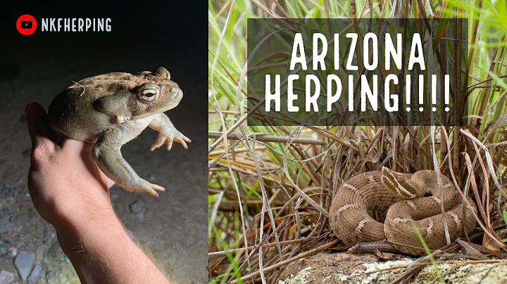 Herping Arizona: Huge Toads and Rare Rattlesnakes!!