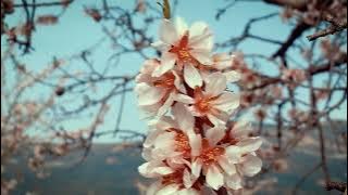 SAKURA - [Yume to hazakura Instrumentals]