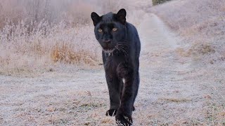 Walking in the cold❄️ panther Luna looked at the dam 😸(ENG SUB)