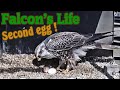 Second egg, Falco Cherrug - Második tojás, Kerecsensólyom - 2022.03.15