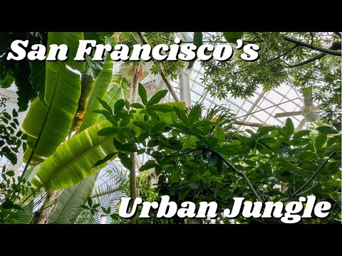 Vídeo: San Francisco's Buena Vista Park: O Guia Completo