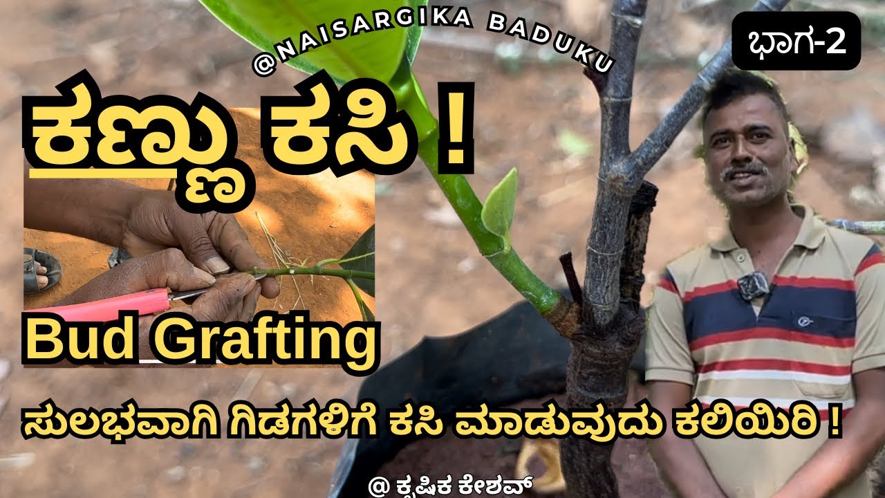 ಕಣ್ಣು ಕಸಿ | Bud Grafting | ಒಂದೇ ಮರದಿಂದ ಸಾವಿರಾರು ಗಿಡ ಕಸಿ ಮಾಡುವ ಉತ್ತಮ ವಿಧಾನ  | Part -2🇮🇳💛❤️