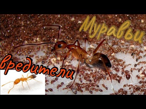 Видео: Геном муравья раскрывает секреты выживания выносливого вредителя