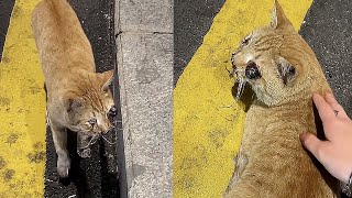 A stray kitten got hit by a car, its left eye bulging, desperately seeking help from people