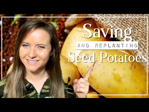 Saving and Replanting Seed Potatoes