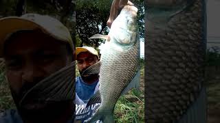 Indian major Carp fishing ||Katla/Catla machli pakadna ||Fish Hunting