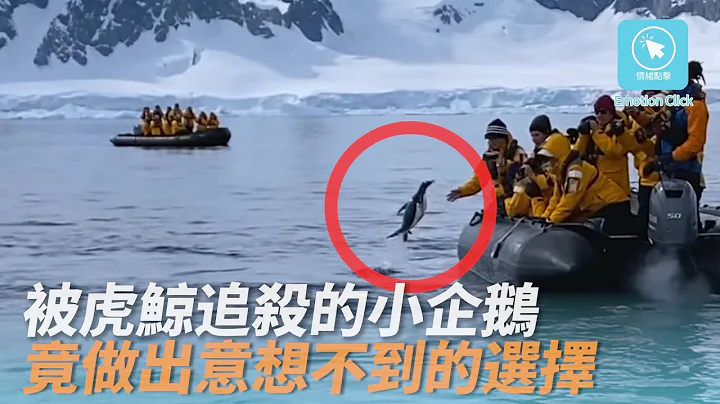 南极企鹅为躲避虎鲸围捕 为逃过死劫 竟做出意想不到的选择 - 天天要闻