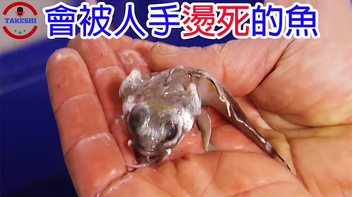 [TOP3]數個近期在南極發現的全新物種 | 被手燙死的魚 | 人類首見黃金企鵝 - 天天要聞