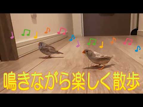 【中古】 飢影鳥（キナラ）の飛ぶ街 2026.7.21キンカチョウ姉妹の楽しい鳴き交わし The zebra finch