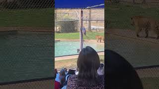 Tiger splash at out of Africa 3-20-2024