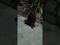 #black cat in the middle of the street.😺😻😸