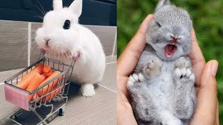 Funny And Cute Baby Bunny Rabbit Video🐰🐰  || Cute Animals Videos Compilation by Magic TV 971 views 3 years ago 4 minutes, 58 seconds