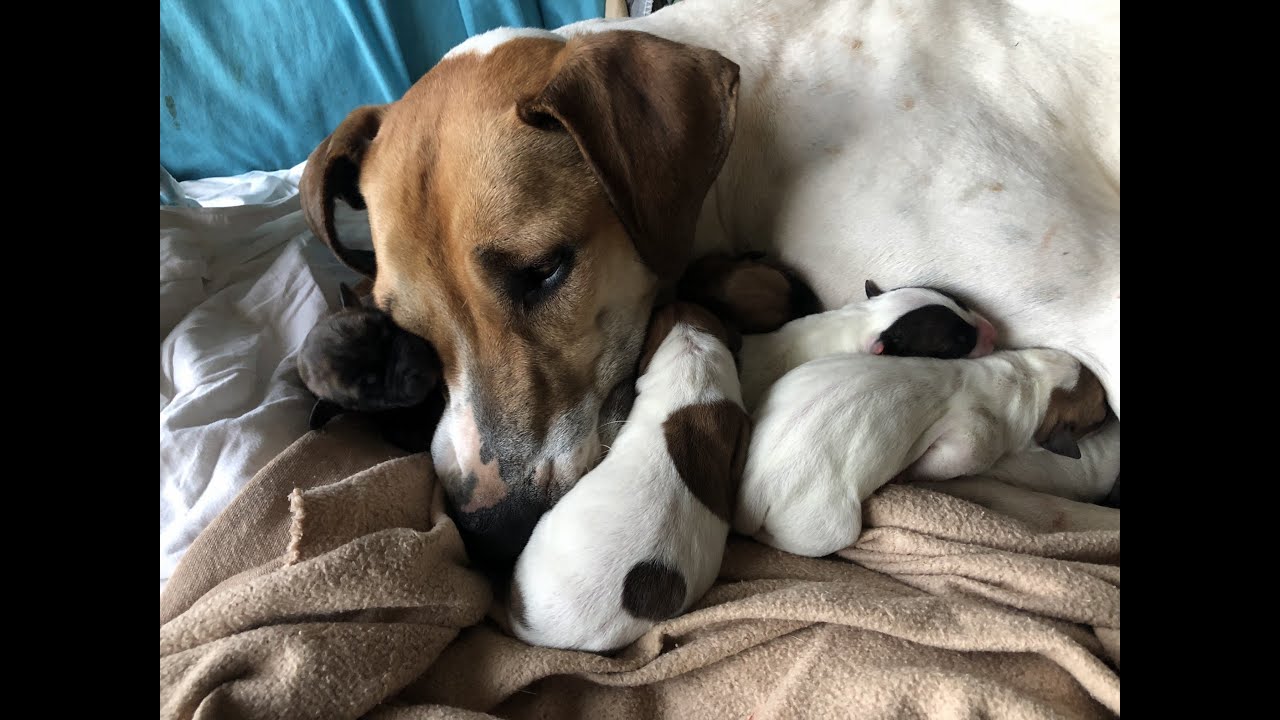 Young rescue dog gives birth to 10 puppies - YouTube