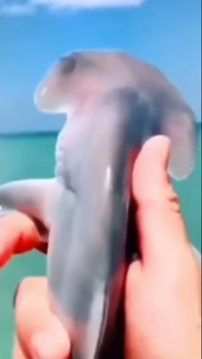 yeah-shark