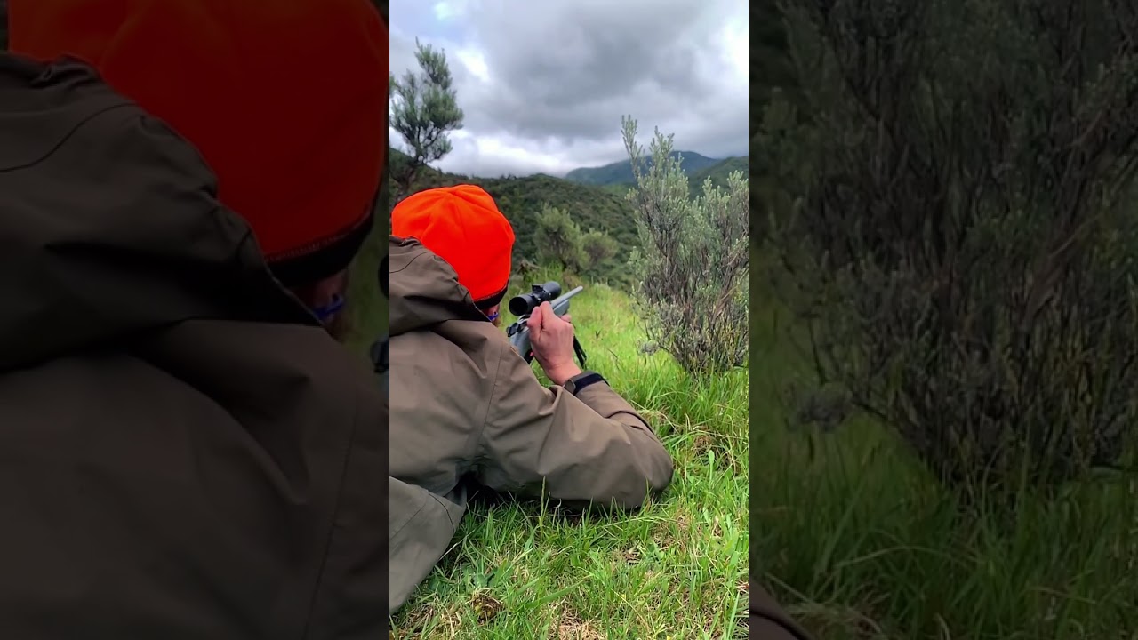 Spot on target from 300yards.Two hinds down in the Aorangi Ranges.